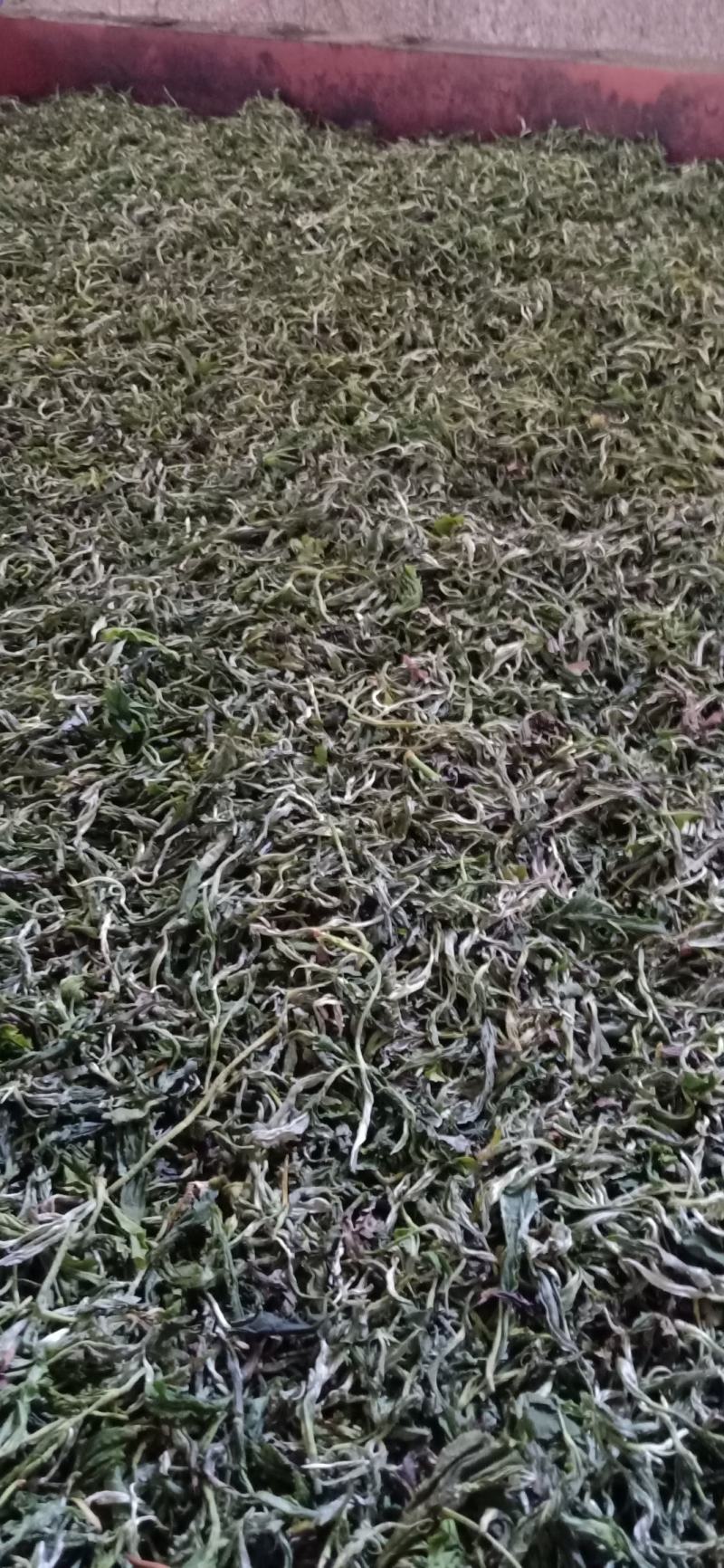 广西西林县黄子山白毫茶厂家直销恒温长期保存