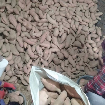 大量现货供应精品红香蕉