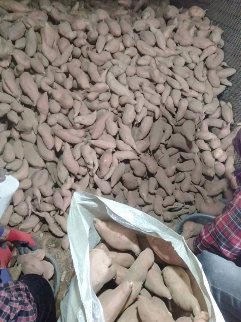 大量现货供应精品红香蕉