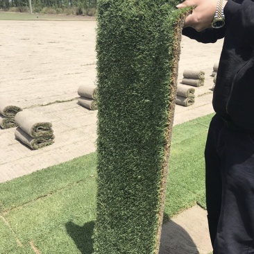 草坪基地直销