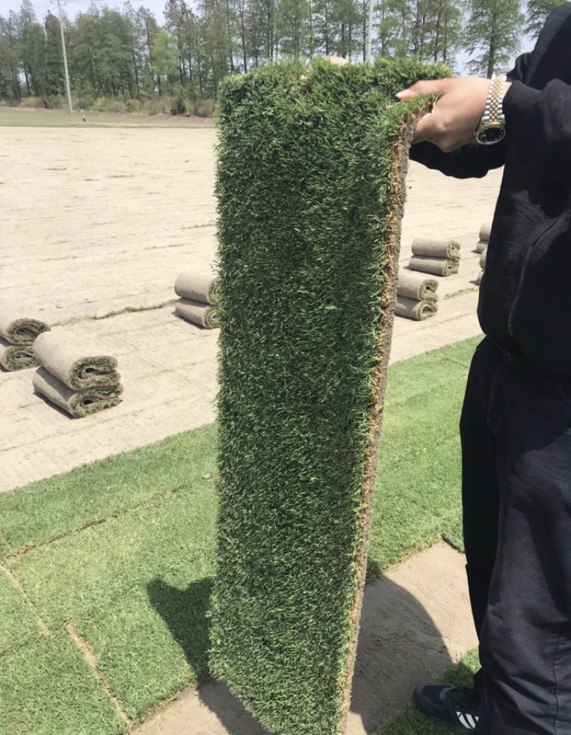草坪基地直销