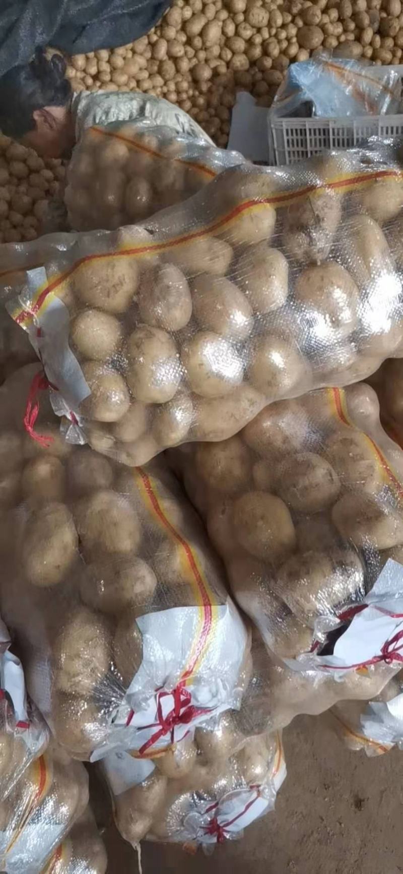 湖北襄阳市中薯5号，保质保量，供应，全国发货。
