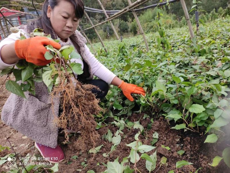 陝西省商洛市镇安县华盛苗木科技有限公司基地直供南五味子苗
