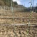 陝西省商洛市镇安县华盛苗木科技有限公司基地直供南五味子苗