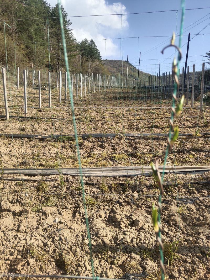 陝西省商洛市镇安县华盛苗木科技有限公司基地直供南五味子苗