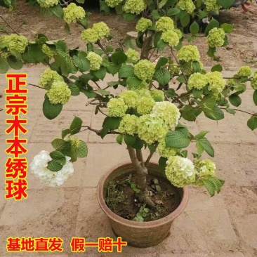 木本绣球树苗中华木绣球白色大花朵琼花庭院绿化观花观叶植物