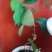 木本绣球树苗中华木绣球白色大花朵琼花庭院绿化观花观叶植物