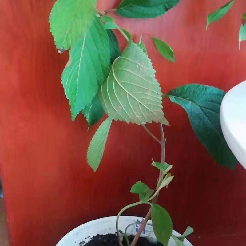 木本绣球树苗中华木绣球白色大花朵琼花庭院绿化观花观叶植物