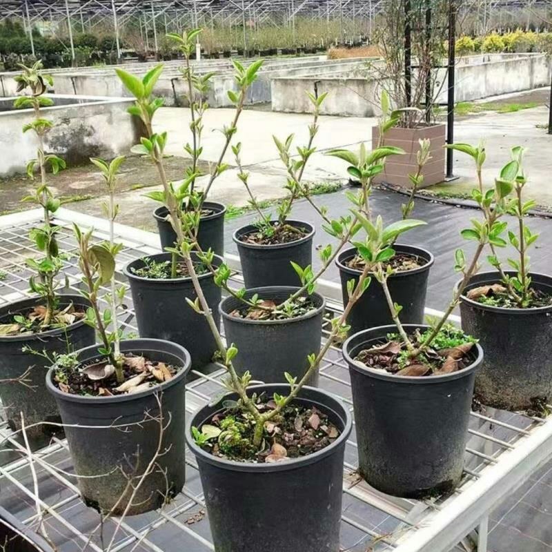 木本绣球树苗中华木绣球白色大花朵琼花庭院绿化观花观叶植物