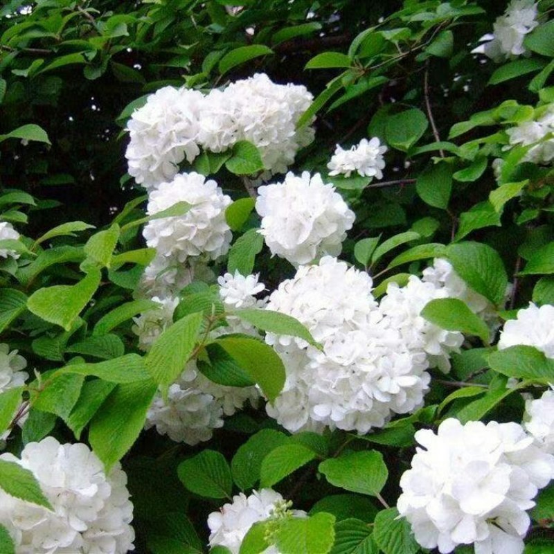 木本绣球树苗中华木绣球白色大花朵琼花庭院绿化观花观叶植物
