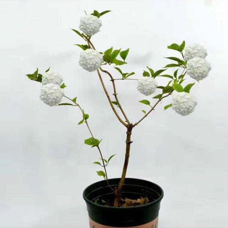 木本绣球树苗中华木绣球白色大花朵琼花庭院绿化观花观叶植物
