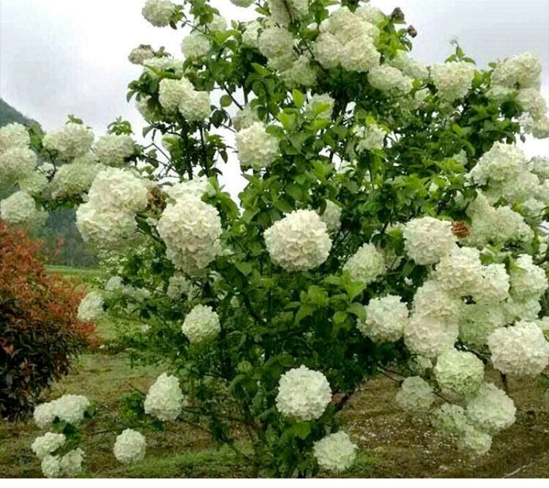 木本绣球树苗中华木绣球白色大花朵琼花庭院绿化观花观叶植物
