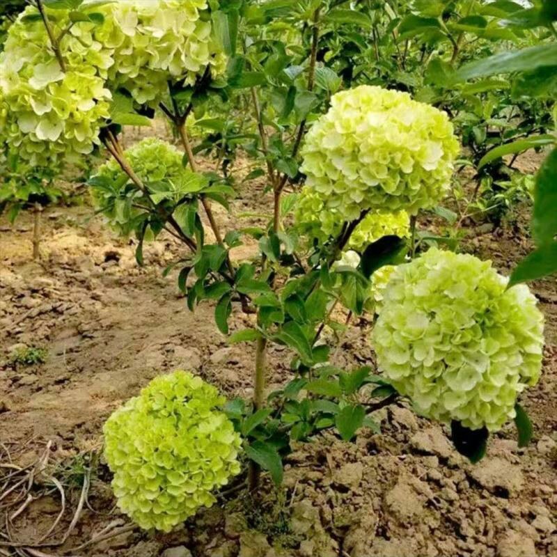 木本绣球树苗中华木绣球白色大花朵琼花庭院绿化观花观叶植物