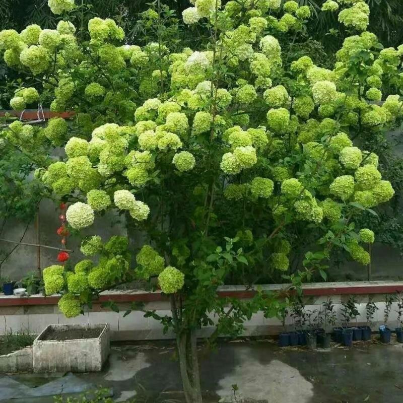 木本绣球树苗中华木绣球白色大花朵琼花庭院绿化观花观叶植物