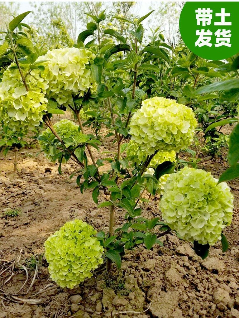 木本绣球树苗中华木绣球白色大花朵琼花庭院绿化观花观叶植物
