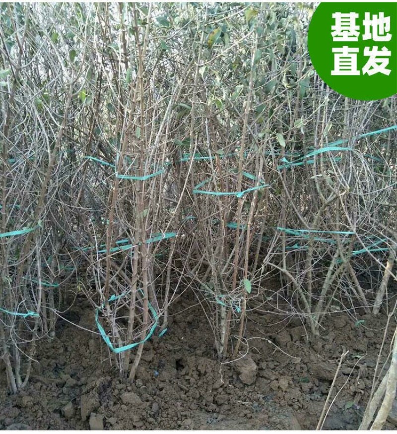木本绣球树苗中华木绣球白色大花朵琼花庭院绿化观花观叶植物