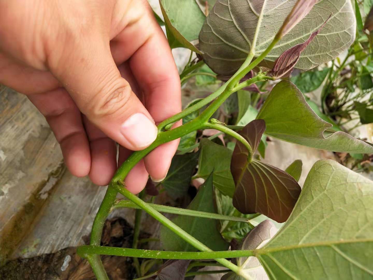 图示甘薯从栽插到成熟四个阶段:苗期、茎叶生长期、块根膨大初期、块根快速膨大期,配以时间轴标注各阶段天数及典型植株形态 甘薯生长周期示意图