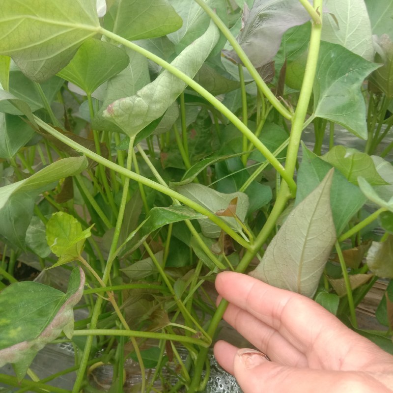基地直供脱毒红薯苗，西瓜红龙九，商薯19，紫罗兰等薯苗粗