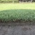 草坪基地直销