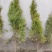 侧柏扁柏营养杯侧柏千头柏