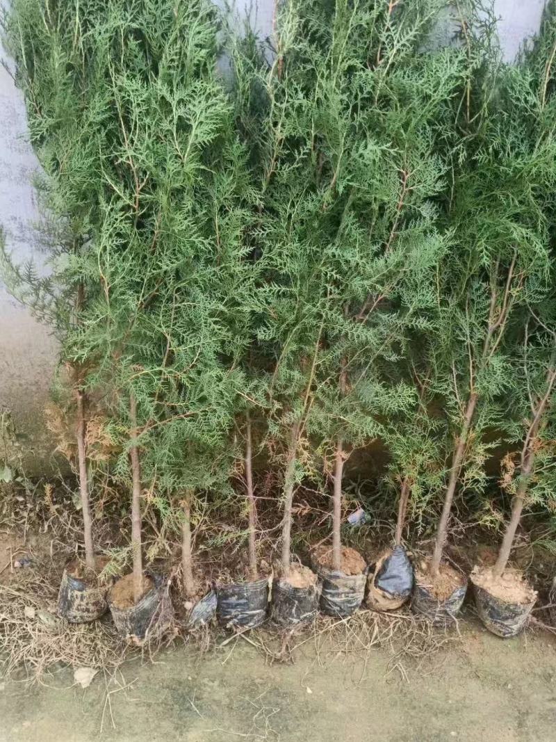 侧柏扁柏营养杯侧柏千头柏