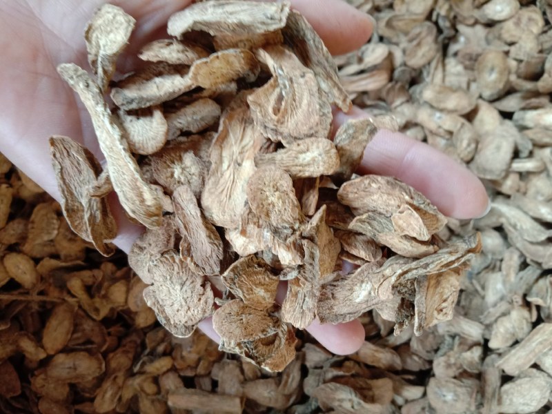 牛蒡，中药材牛蒡，牛蒡根