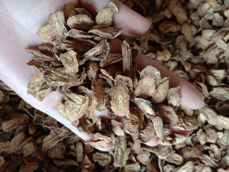 牛蒡，中药材牛蒡，牛蒡根