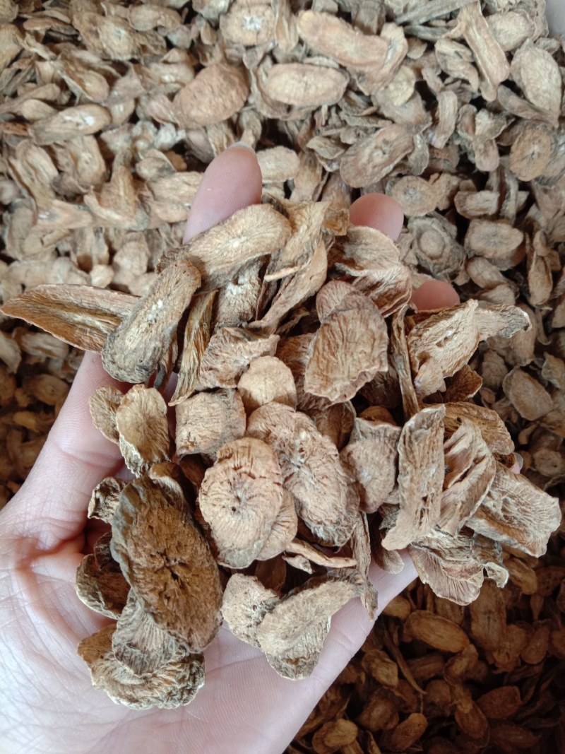 牛蒡，中药材牛蒡，牛蒡根