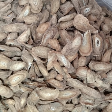 牛蒡，中药材牛蒡，牛蒡根