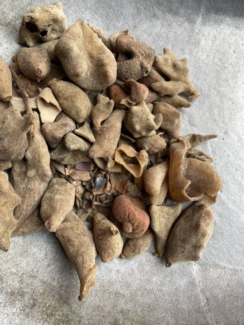五倍子统货供应各种中药材矿石冷背货