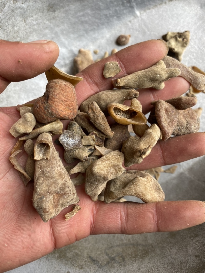 五倍子统货供应各种中药材矿石冷背货
