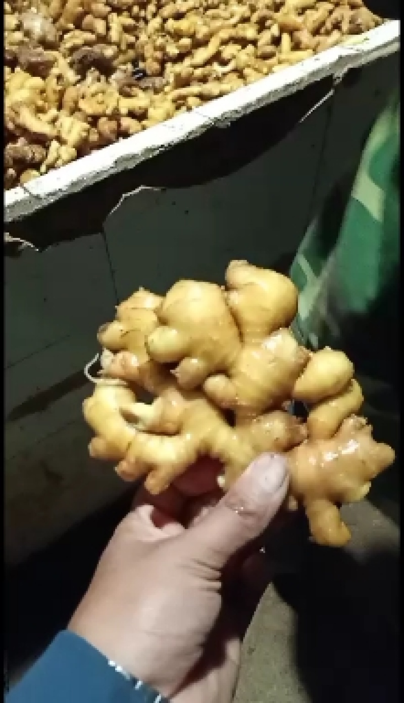 生姜产地直销一手货源价格便宜质量保证，大黄姜小黄姜