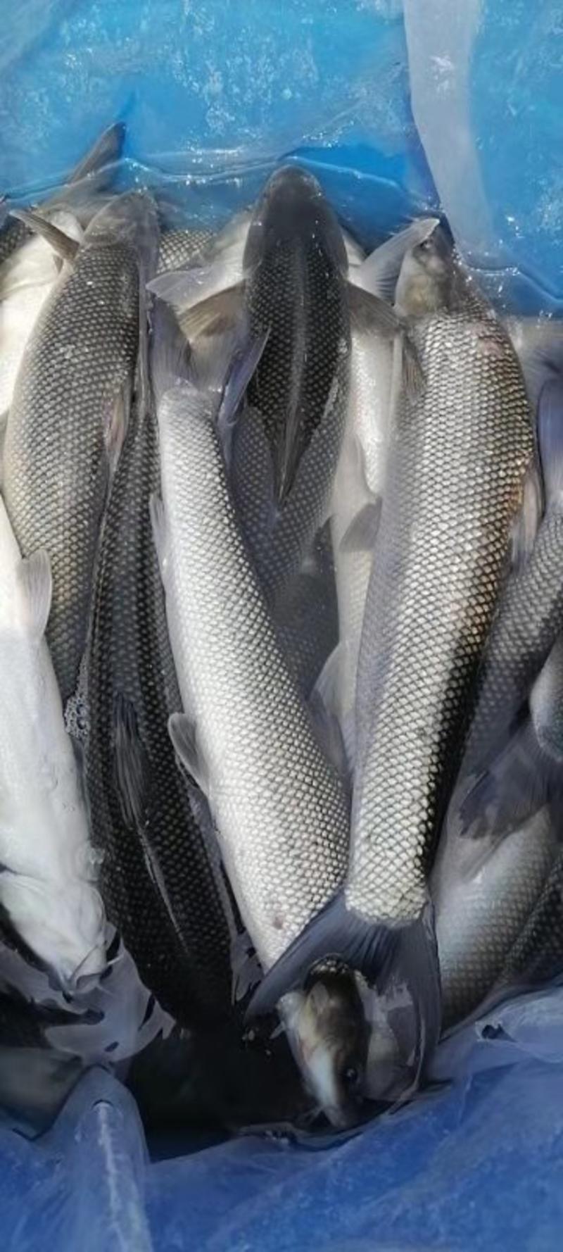 鳕鱼苗优质银鳕鱼苗养殖基地直供包技术包售后服务