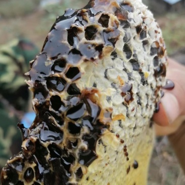 黑蜂蜜野生蜜蜂高山野生蜜