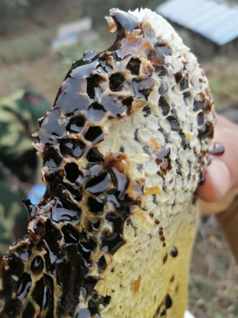 黑蜂蜜野生蜜蜂高山野生蜜
