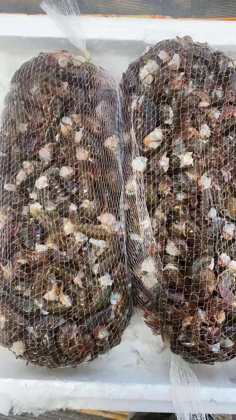 虾尾潜江小龙虾，虾尾鲜虾尾，肉质Q弹，口感回味50斤起批