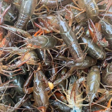 虾尾潜江小龙虾，虾尾鲜虾尾，肉质Q弹，口感回味50斤起批
