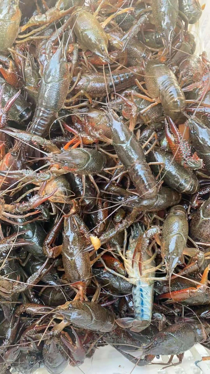 虾尾潜江小龙虾，虾尾鲜虾尾，肉质Q弹，口感回味50斤起批