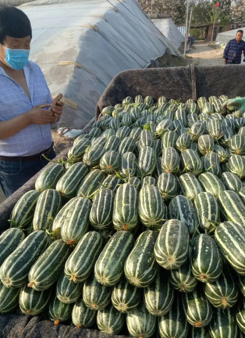 【超脆甜】博洋甜瓜9号坏果包赔大量上市货源充足