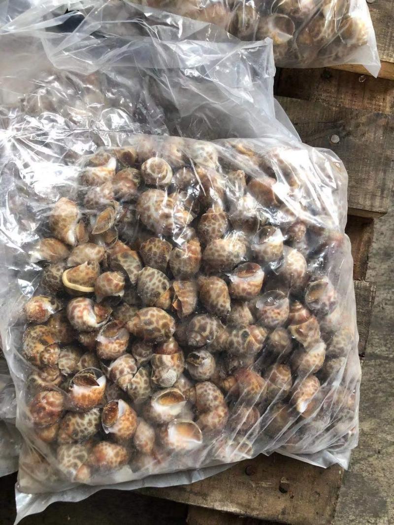 花螺黄螺批发一手货源