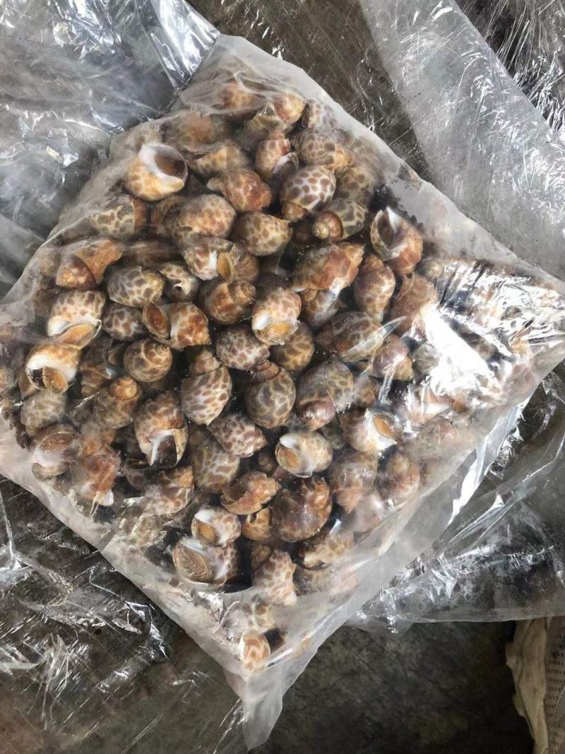 花螺黄螺批发一手货源