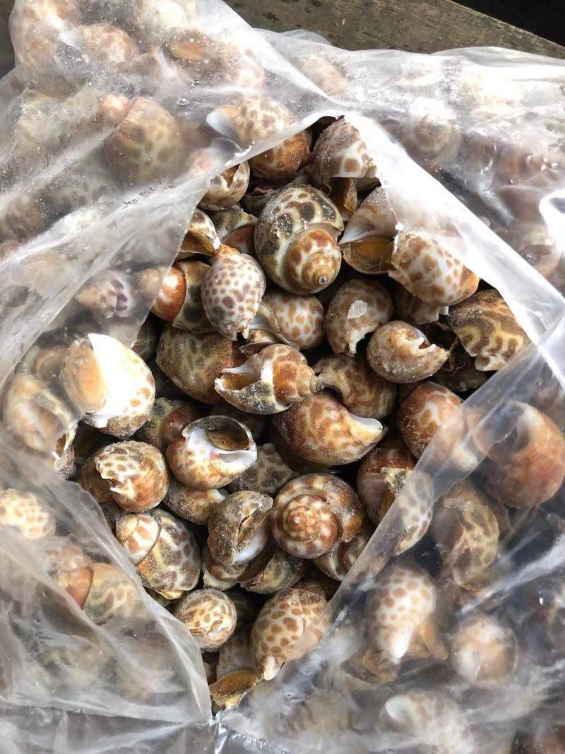 花螺黄螺批发一手货源