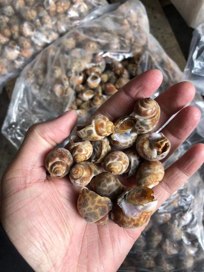 花螺黄螺批发一手货源