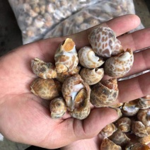 花螺黄螺批发一手货源