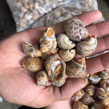 花螺黄螺批发一手货源