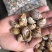 花螺黄螺批发一手货源