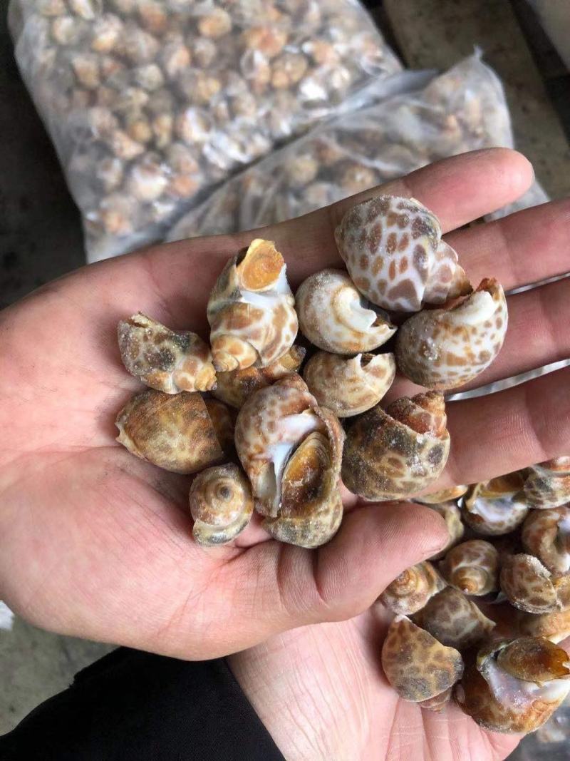花螺黄螺批发一手货源