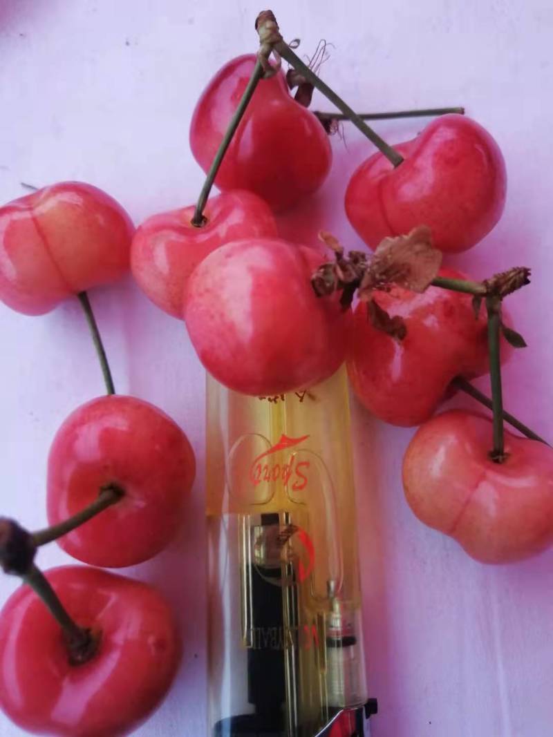 老本樱桃，马上到了樱桃成熟的季节，需要采购的朋友早点预约