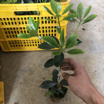 古龙精英嫁接苗12元