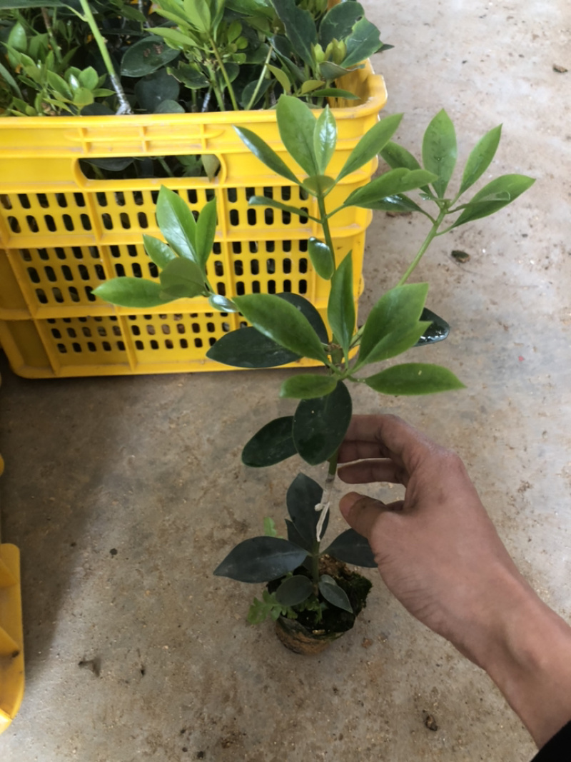 古龙精英嫁接苗12元
